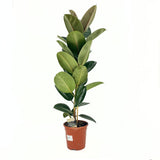 Gumifa (Ficus Elastica 'Robusta'), 110–120 cm – nagy, fényes levelű, könnyen gondozható légtisztító szobanövény
