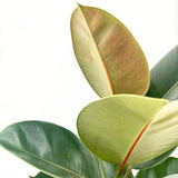 Gumifa (Ficus Elastica 'Robusta'), 110–120 cm – nagy, fényes levelű, könnyen gondozható légtisztító szobanövény