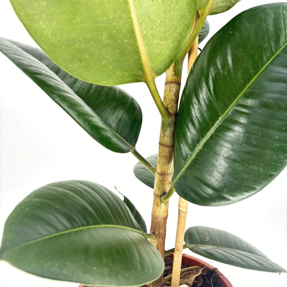 Gumifa (Ficus Elastica 'Robusta'), 110–120 cm – nagy, fényes levelű, könnyen gondozható légtisztító szobanövény