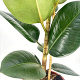 Gumifa (Ficus Elastica 'Robusta'), 110–120 cm – nagy, fényes levelű, könnyen gondozható légtisztító szobanövény