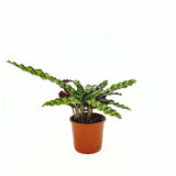 Imádság-növény Calathea Insignis (Lancifolia), 50 cm – egzotikus mintás, hullámzó levelek