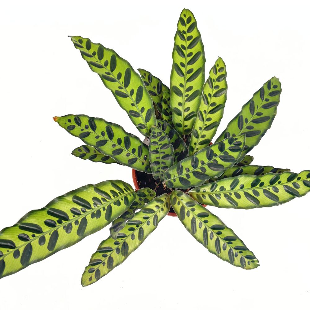 Imádság-növény Calathea Insignis (Lancifolia), 50 cm – egzotikus mintás, hullámzó levelek
