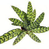 Imádság-növény Calathea Insignis (Lancifolia), 50 cm – egzotikus mintás, hullámzó levelek
