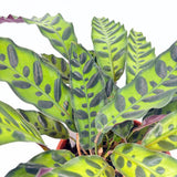 Imádság-növény Calathea Insignis (Lancifolia), 50 cm – egzotikus mintás, hullámzó levelek
