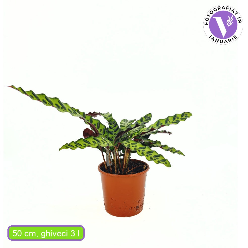 Imádság-növény Calathea Insignis (Lancifolia), 50 cm – egzotikus mintás, hullámzó levelek
