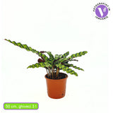 Imádság-növény Calathea Insignis (Lancifolia), 50 cm – egzotikus mintás, hullámzó levelek