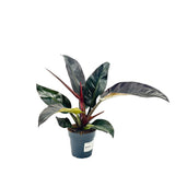 Philodendron 'Imperial Red' – látványos, nagy bordóvörös levelű trópusi szobanövény