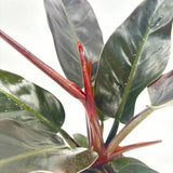 Philodendron 'Imperial Red' – látványos, nagy bordóvörös levelű trópusi szobanövény