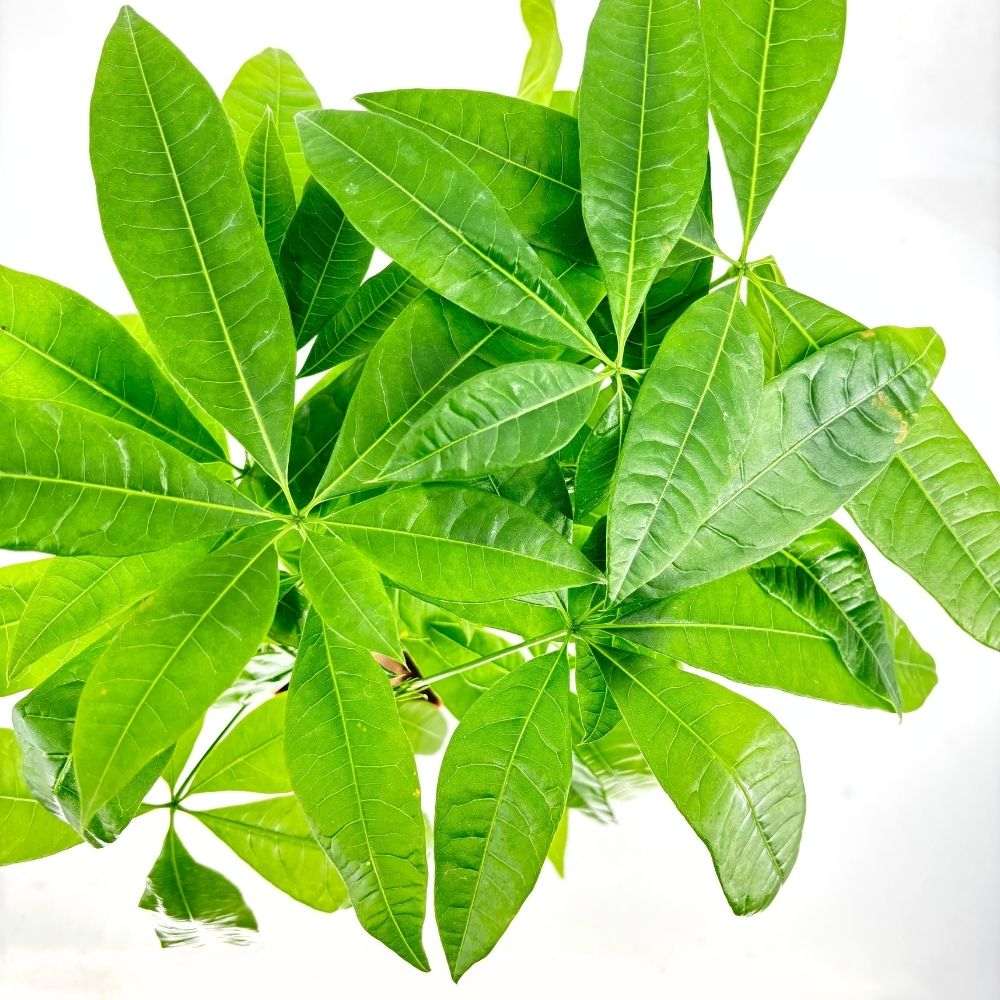 Arborele Banilor (Pachira Aquatica), 65-70 cm cu tulpina Impletita, planta de interior norocoasa, purificatoare de aer - 60 cm