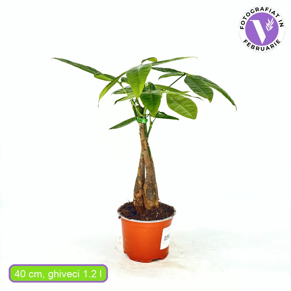 Pénzfa (Pachira Aquatica) – 35 cm, 3 vastag, fonott törzzsel, szerencsehozó légtisztító szobanövény