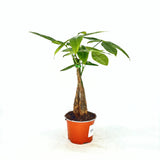 Pénzfa (Pachira Aquatica) – 35 cm, 3 vastag, fonott törzzsel, szerencsehozó légtisztító szobanövény