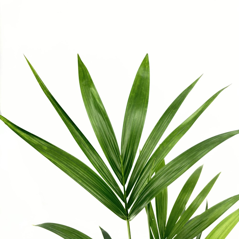 Kentia pálma (Howea forsteriana), 100 cm – elegáns, levegőtisztító szobanövény