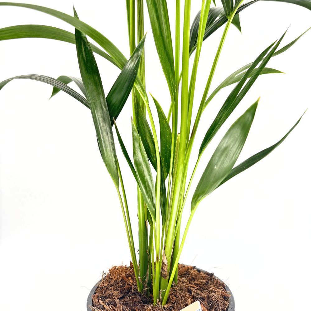 Kentia pálma (Howea forsteriana), 100 cm – elegáns, levegőtisztító szobanövény