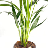 Kentia pálma (Howea forsteriana), 100 cm – elegáns, levegőtisztító szobanövény
