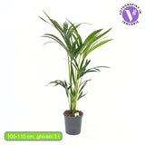 Kentia pálma (Howea forsteriana), 100 cm – elegáns, levegőtisztító szobanövény