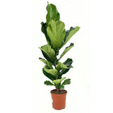 Hegedűs levelű fikusz (Ficus lyrata) – látványos szobanövény 140 cm