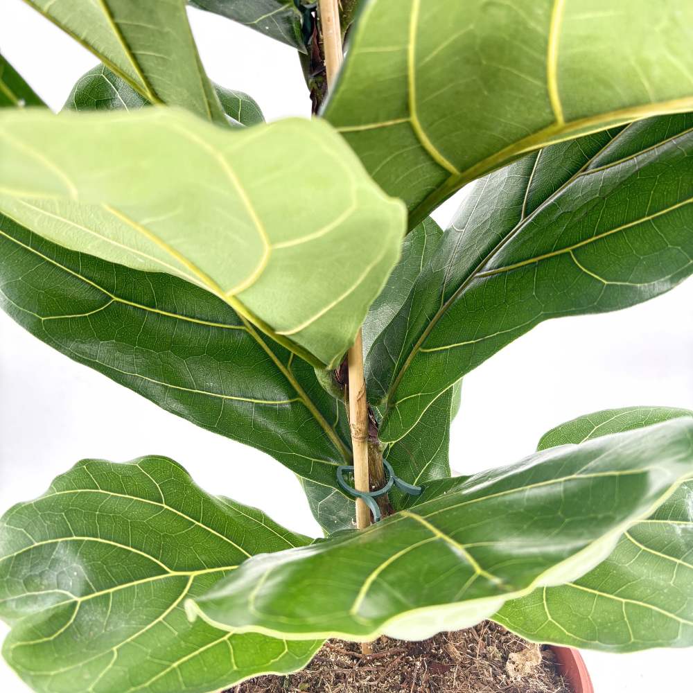 Hegedűs levelű fikusz (Ficus lyrata) – látványos szobanövény 140 cm