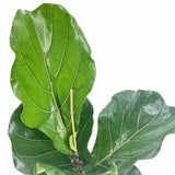 Hegedűs levelű fikusz (Ficus lyrata) – látványos szobanövény 140 cm