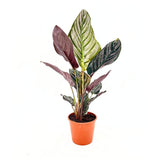Imádságnövény (Calathea Ornata) – trópusi szobanövény rózsaszín csíkos levelekkel, 60 cm