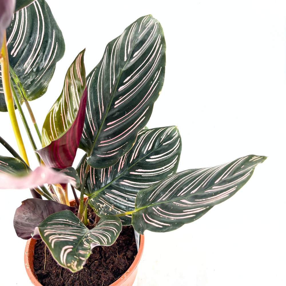 Imádságnövény (Calathea Ornata) – trópusi szobanövény rózsaszín csíkos levelekkel, 60 cm