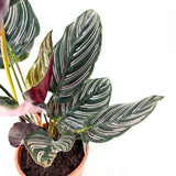 Imádságnövény (Calathea Ornata) – trópusi szobanövény rózsaszín csíkos levelekkel, 60 cm