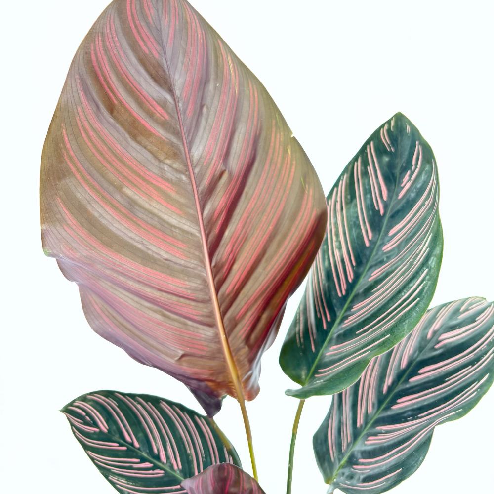 Imádságnövény (Calathea Ornata) – trópusi szobanövény rózsaszín csíkos levelekkel, 60 cm