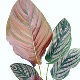 Imádságnövény (Calathea Ornata) – trópusi szobanövény rózsaszín csíkos levelekkel, 60 cm