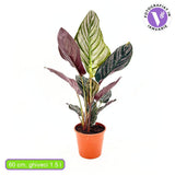 Imádságnövény (Calathea Ornata) – trópusi szobanövény rózsaszín csíkos levelekkel, 60 cm