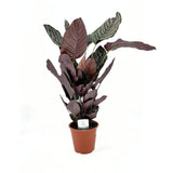 Imádságnövény (Calathea Ornata) – trópusi szobanövény rózsaszín csíkos levelekkel, 70 cm