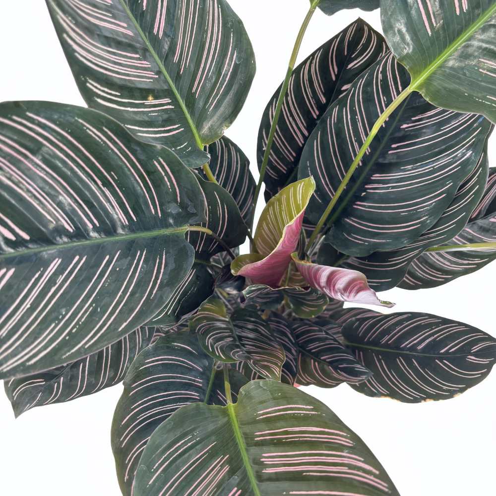 Imádságnövény (Calathea Ornata) – trópusi szobanövény rózsaszín csíkos levelekkel, 70 cm