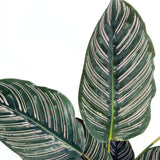 Imádságnövény (Calathea Ornata) – trópusi szobanövény rózsaszín csíkos levelekkel, 70 cm