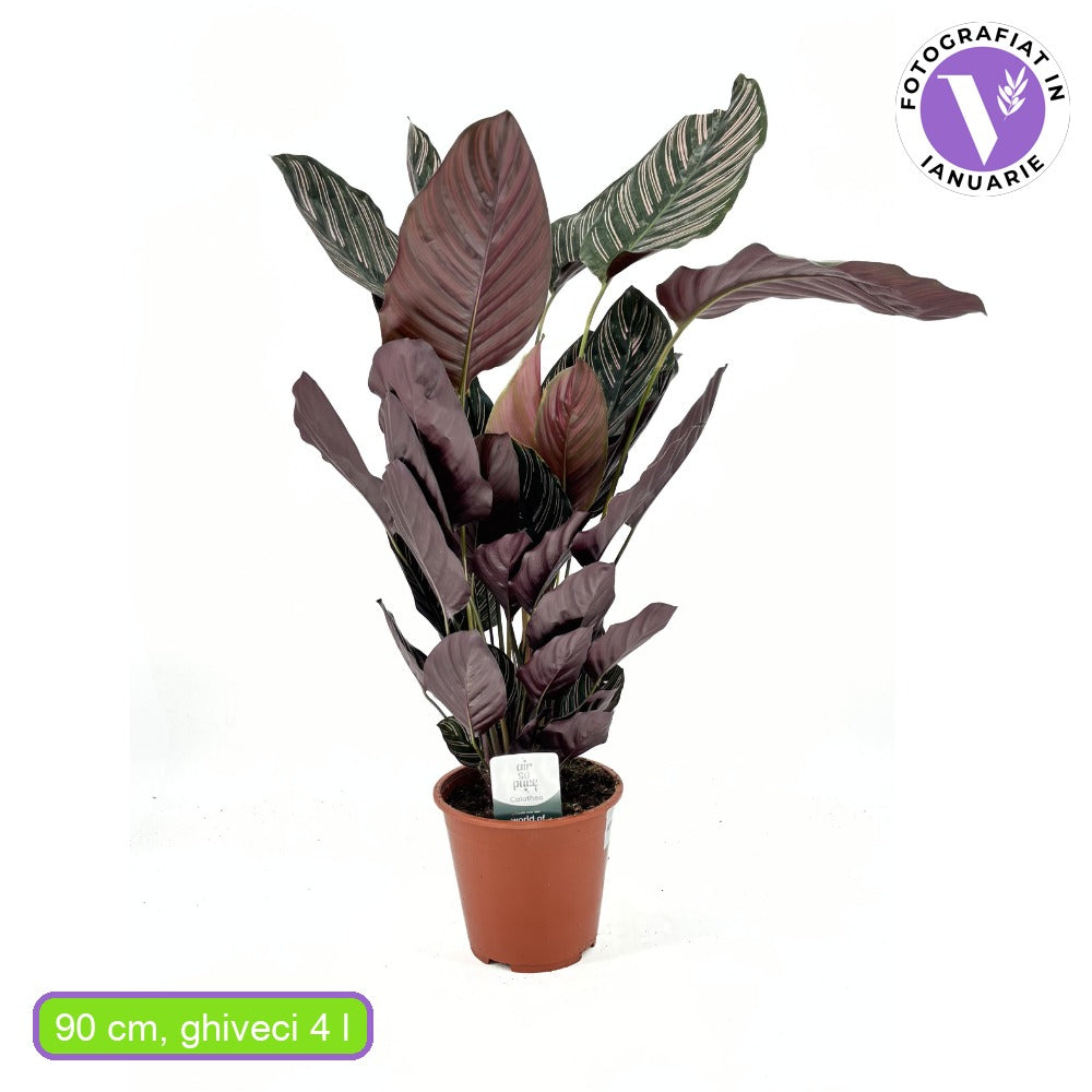 Imádságnövény (Calathea Ornata) – trópusi szobanövény rózsaszín csíkos levelekkel, 70 cm