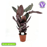 Imádságnövény (Calathea Ornata) – trópusi szobanövény rózsaszín csíkos levelekkel, 70 cm