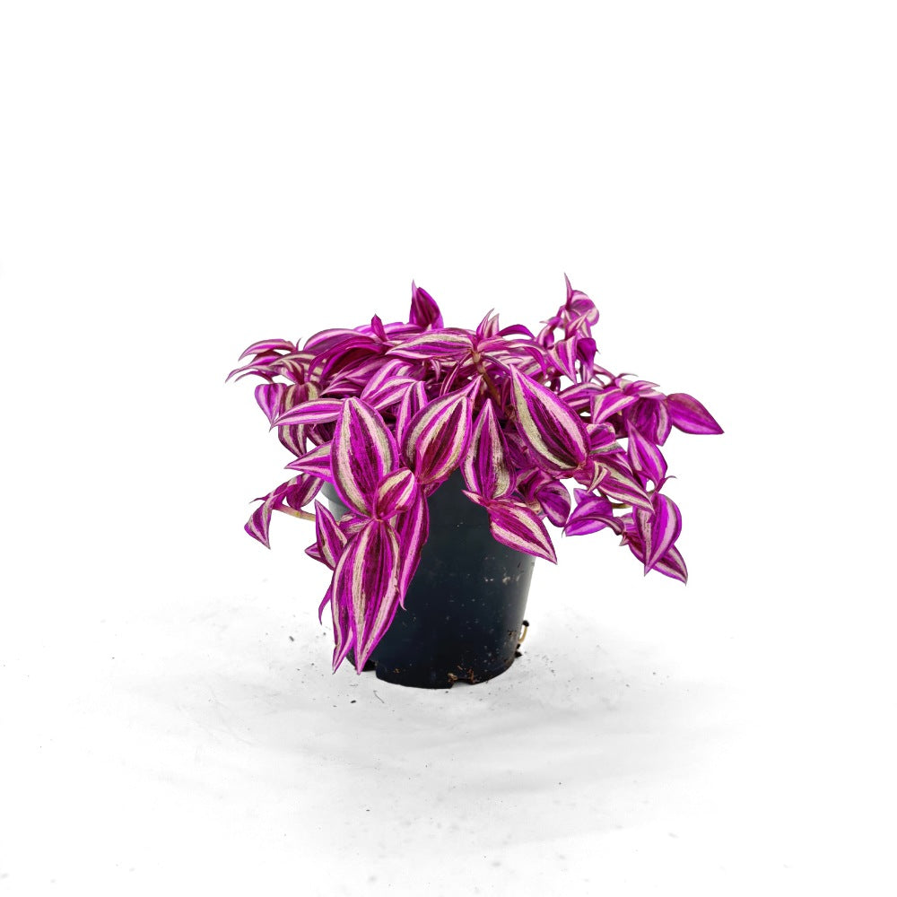 Tradescantia Zebrina 'Pink Paradise' – látványos rózsaszín-ezüst levelű szobanövény