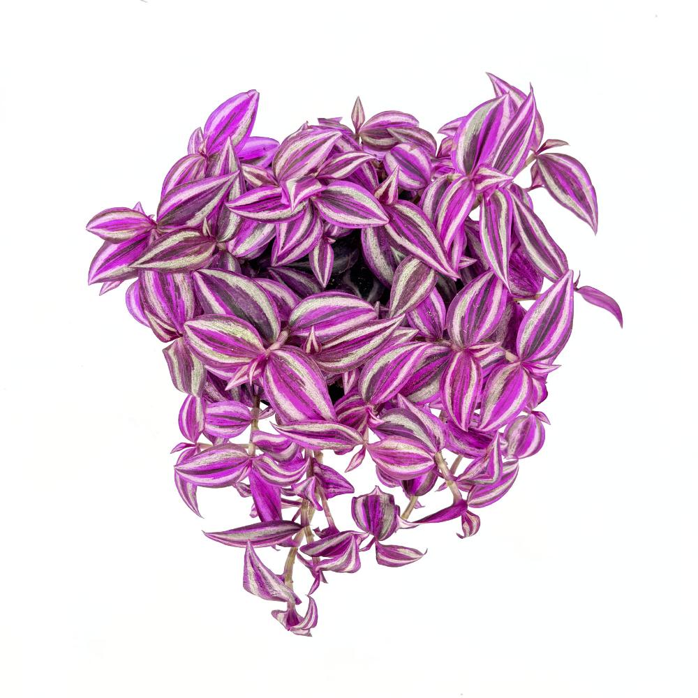 Tradescantia Zebrina 'Pink Paradise' – látványos rózsaszín-ezüst levelű szobanövény