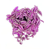 Tradescantia Zebrina 'Pink Paradise' – látványos rózsaszín-ezüst levelű szobanövény