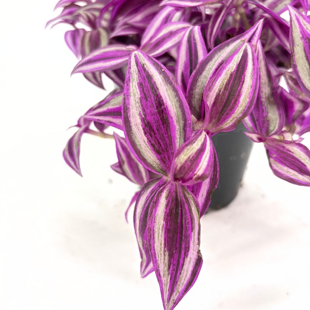 Tradescantia Zebrina 'Pink Paradise' – látványos rózsaszín-ezüst levelű szobanövény
