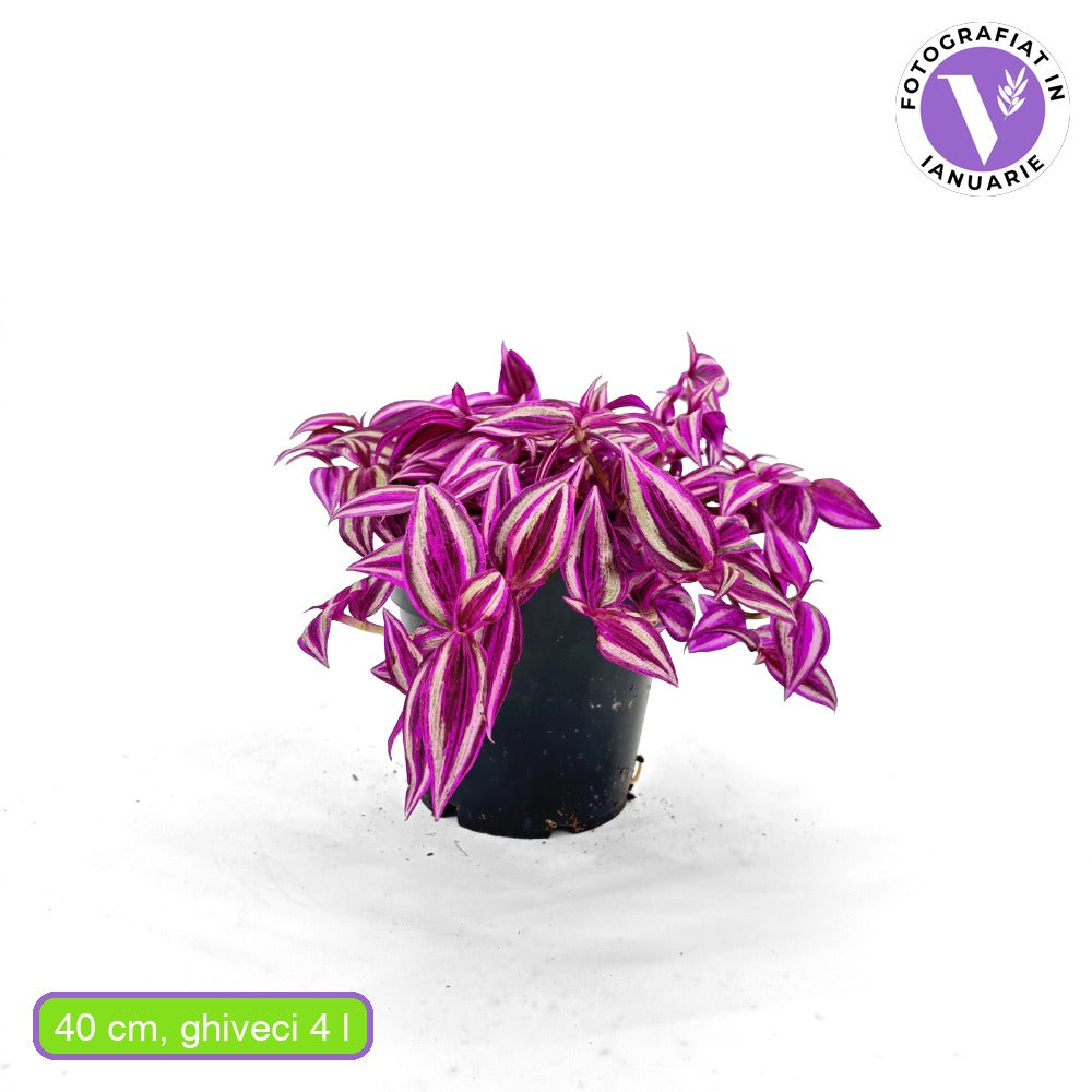 Tradescantia Zebrina 'Pink Paradise' – látványos rózsaszín-ezüst levelű szobanövény