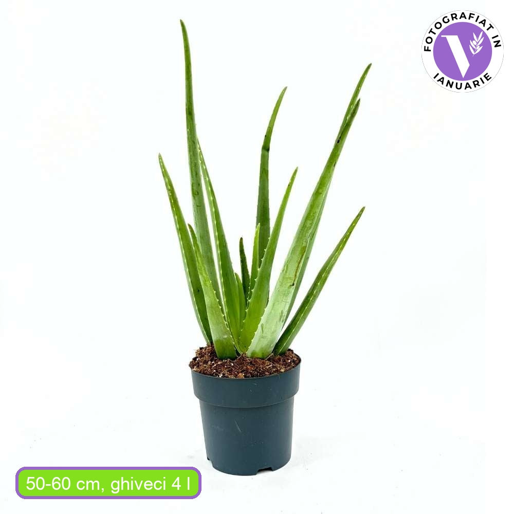 Aloe vera cserepes szobanövény 50–60 cm – természetes gél a bőrápoláshoz