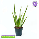 Aloe vera cserepes szobanövény 50–60 cm – természetes gél a bőrápoláshoz