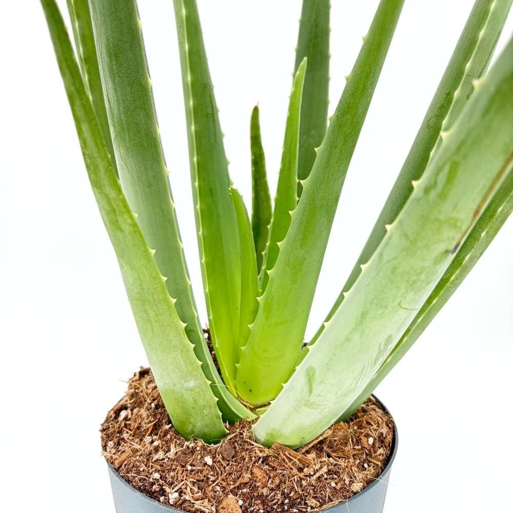 Aloe vera cserepes szobanövény 50–60 cm – természetes gél a bőrápoláshoz