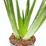 Aloe vera cserepes szobanövény 50–60 cm – természetes gél a bőrápoláshoz