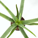Aloe Vera Planta in Ghiveci, 15-25 cm, Gel Natural pentru Piele, Ingrijire si Vindecare