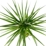 Trunchiul Fericirii (Dracena) Marginata, 110-120 cm, 3 Tulpini, planta decorativa cu frunze subtiri si tulpina inalta