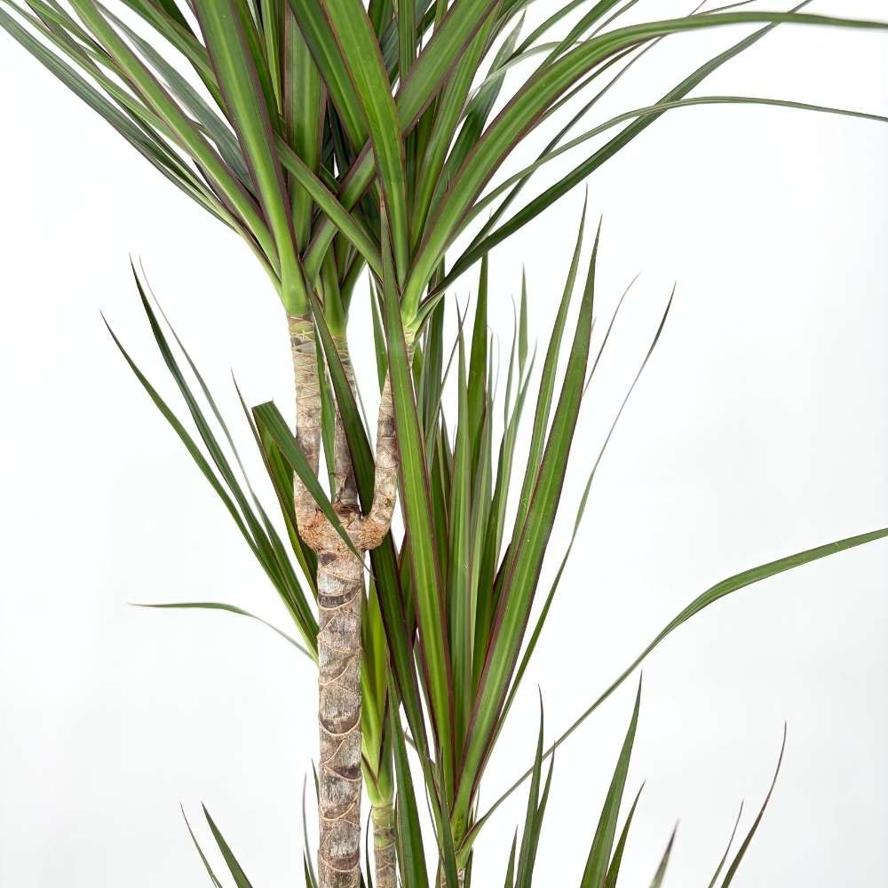 Trunchiul Fericirii (Dracena) Marginata, 110-120 cm, 3 Tulpini, planta decorativa cu frunze subtiri si tulpina inalta