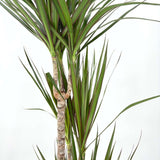 Trunchiul Fericirii (Dracena) Marginata, 110-120 cm, 3 Tulpini, planta decorativa cu frunze subtiri si tulpina inalta