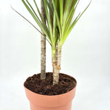 Trunchiul Fericirii (Dracena) Marginata, 110-120 cm, 3 Tulpini, planta decorativa cu frunze subtiri si tulpina inalta