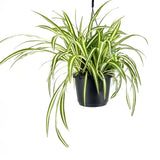 Pókfű (Chlorophytum comosum) 'Variegatum' – légtisztító szobanövény