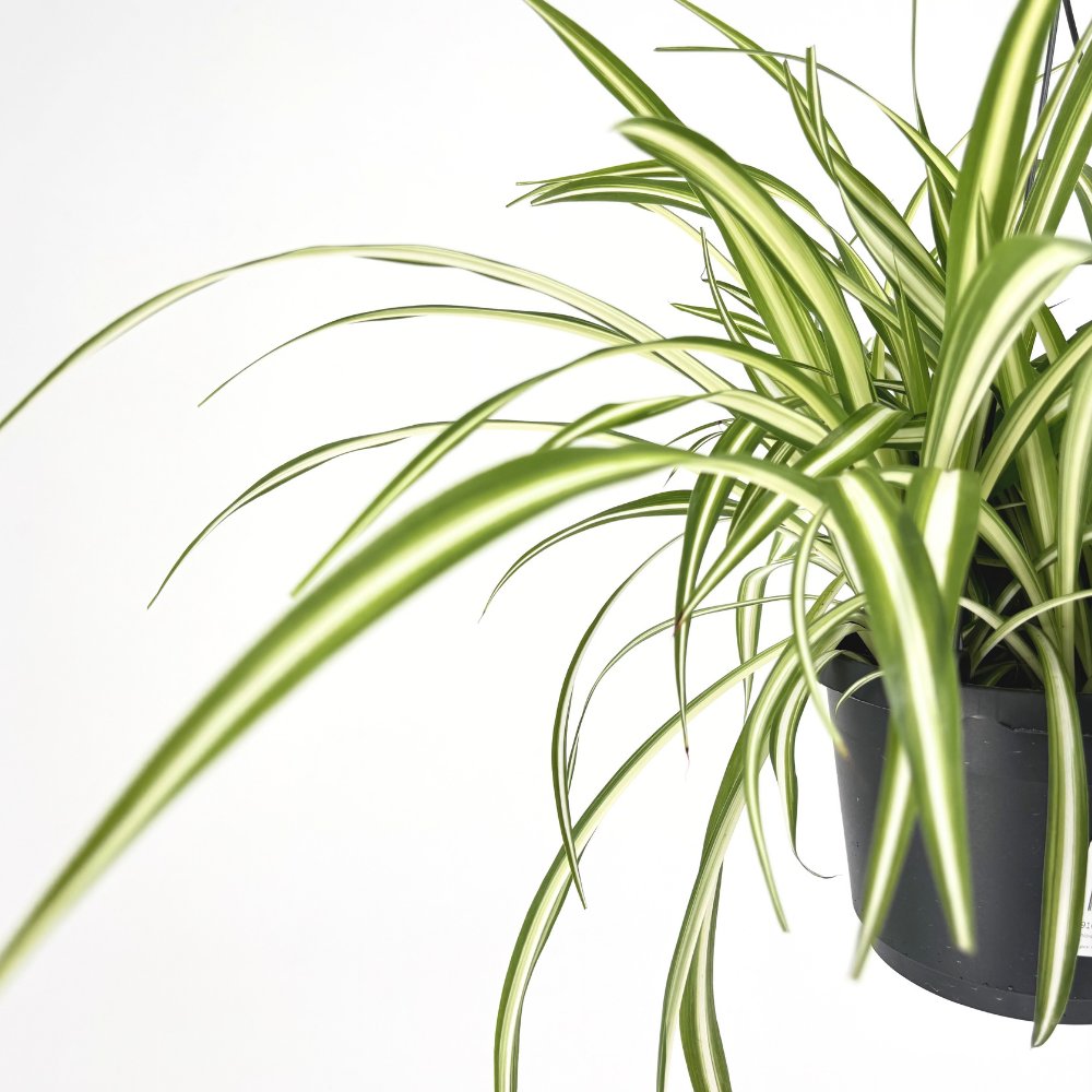 Pókfű (Chlorophytum comosum) 'Variegatum' – légtisztító szobanövény
