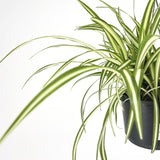 Pókfű (Chlorophytum comosum) 'Variegatum' – légtisztító szobanövény